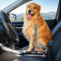 Perro Golden Retriever feliz en auto con arnés de seguridad azul para viajes seguros
