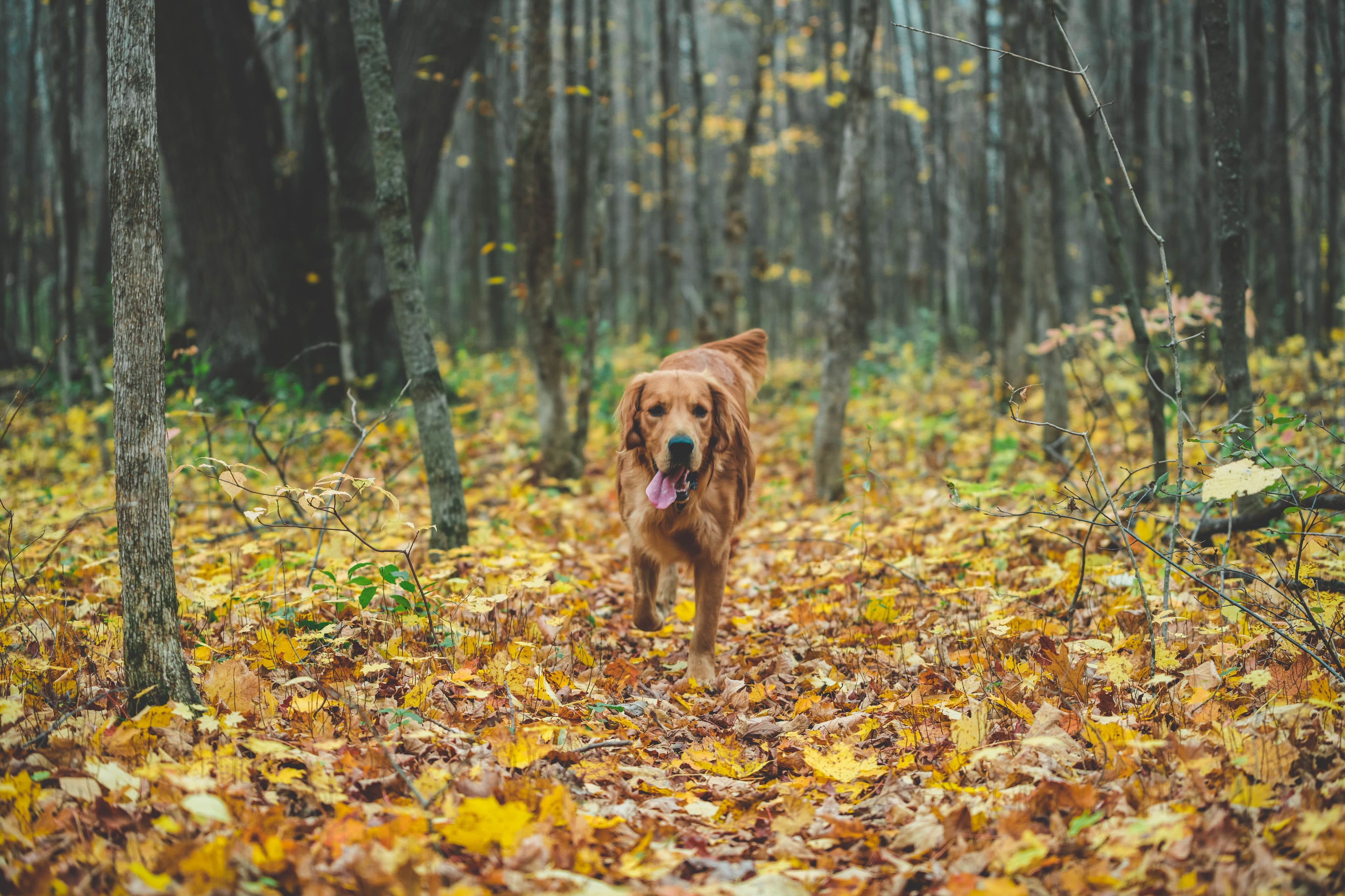 dog-running-in-fall-leaves