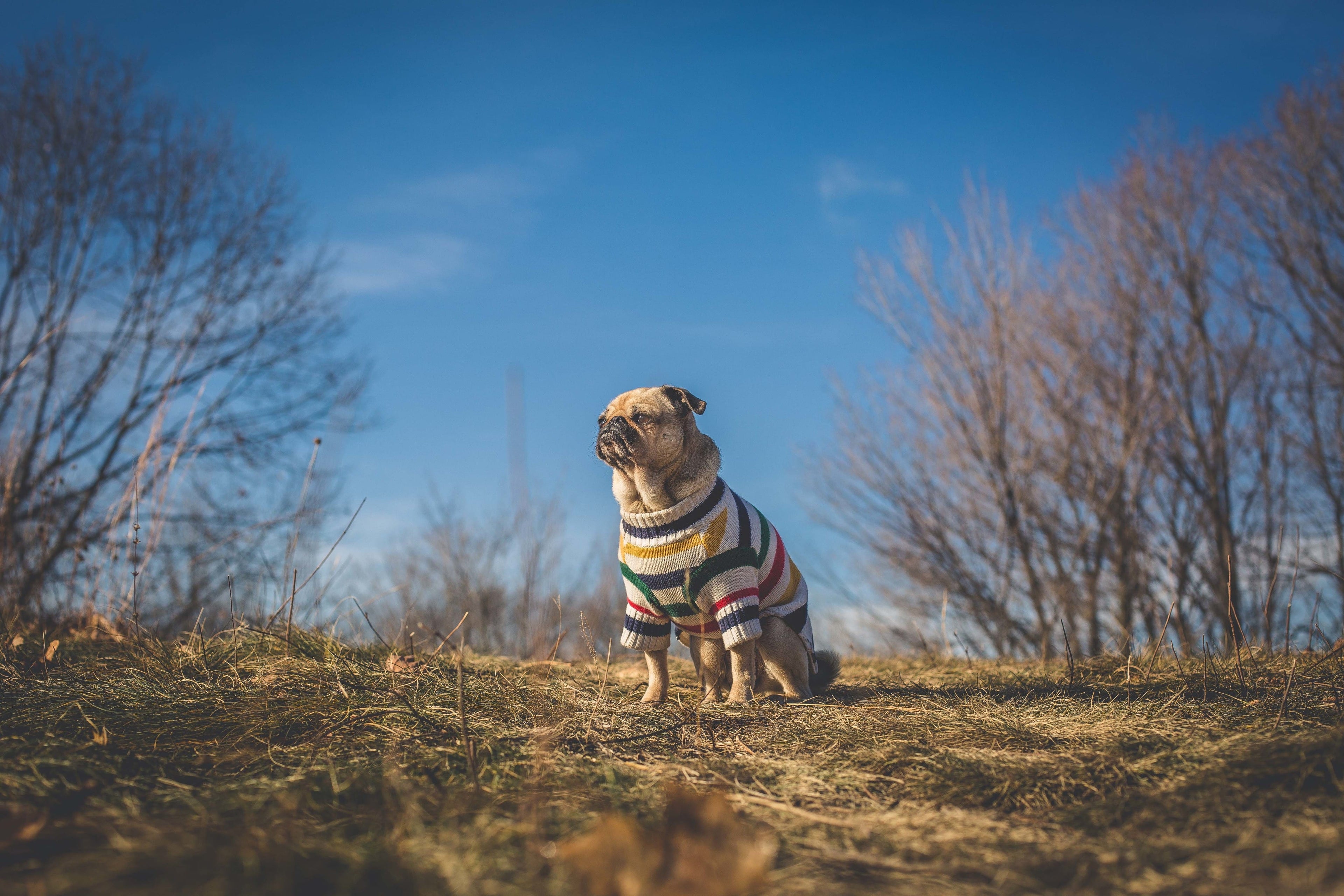 Pug con suéter a rayas multicolores en campo soleado, accesorios para perros felices